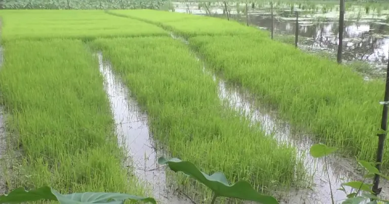 জলাবদ্ধতায় বিপর্যস্ত হাতিয়ার কৃষি